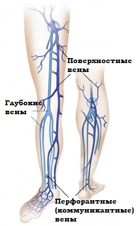 Вены ног